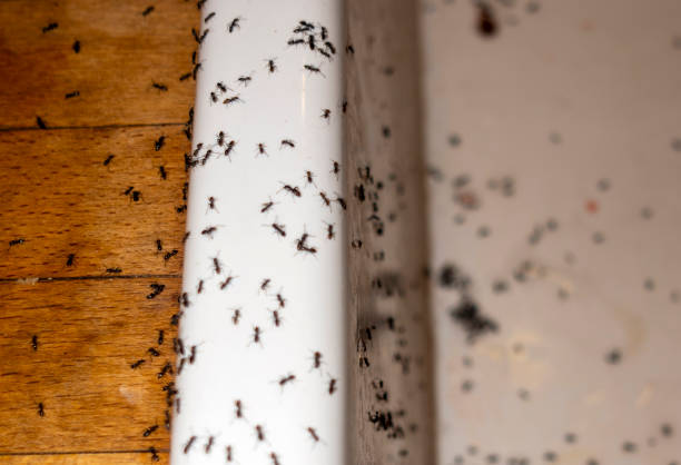 Best Mosquito Control Services  in New Vienna, OH